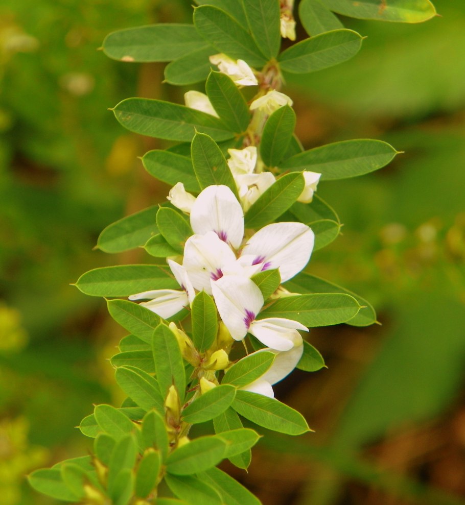 Леспедеца копеечниковая