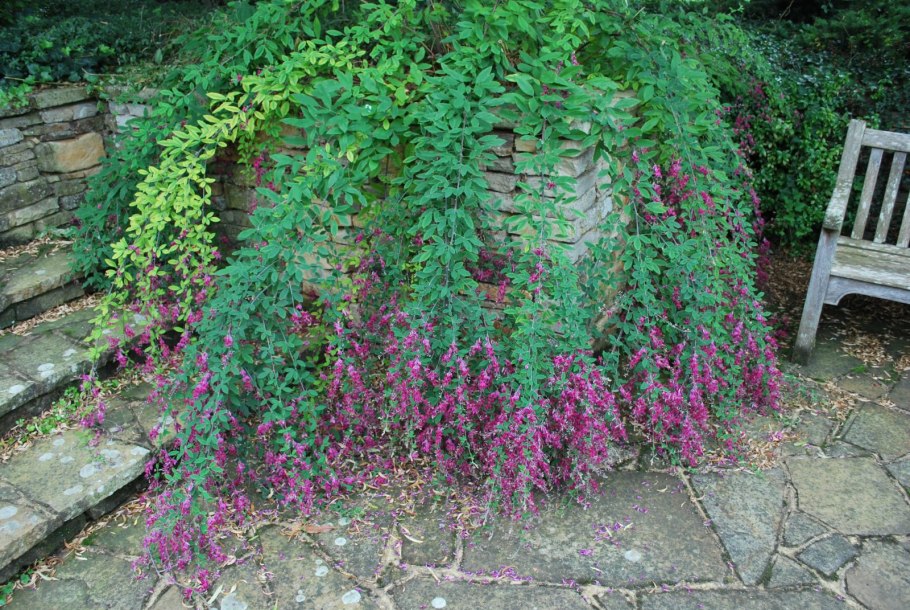 Lespedeza thunbergii