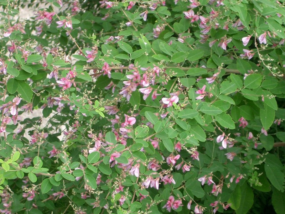 Lespedeza thunbergii