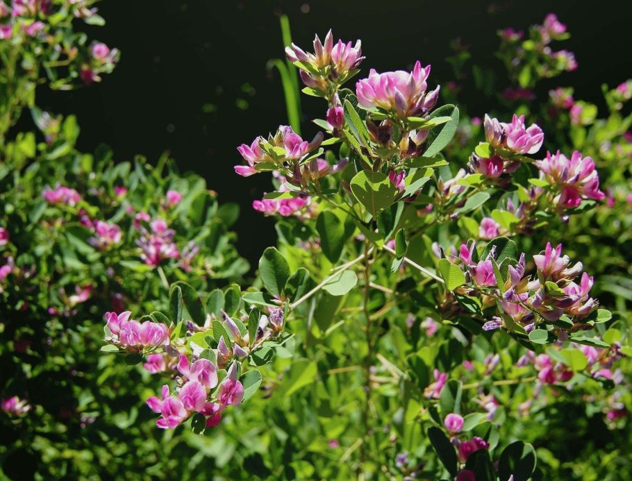 Леспедеца кривокистевая