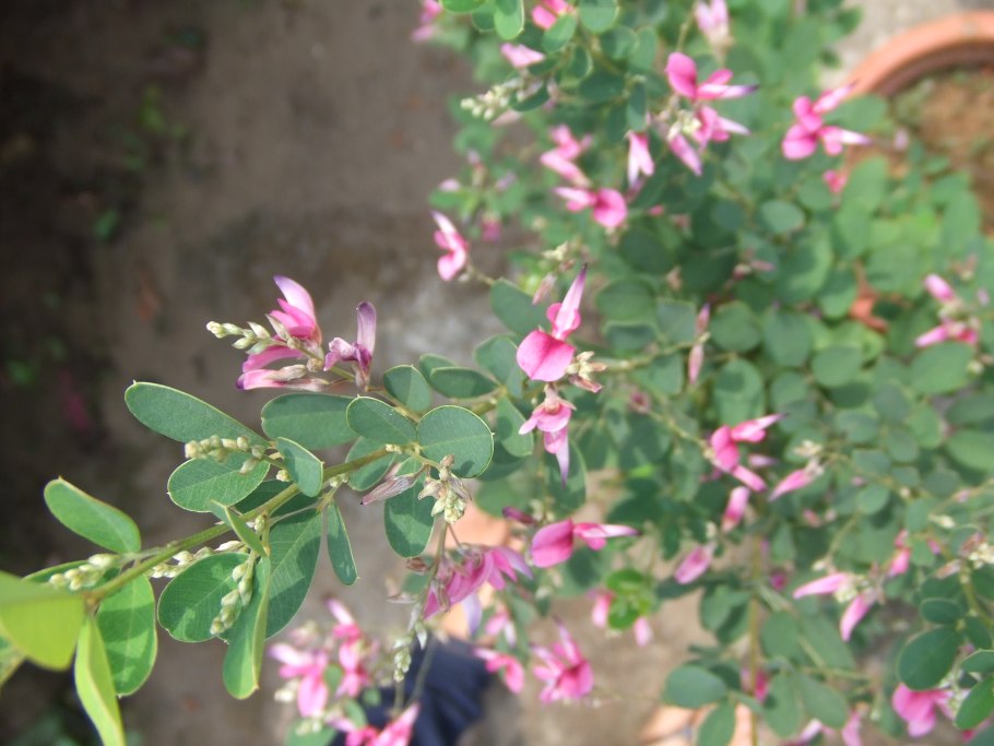 Леспедеца Даурская