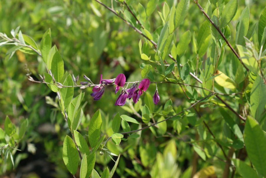 Леспедеца мохнатая