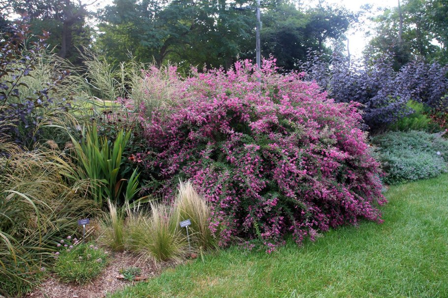 Леспедеца двуцветная