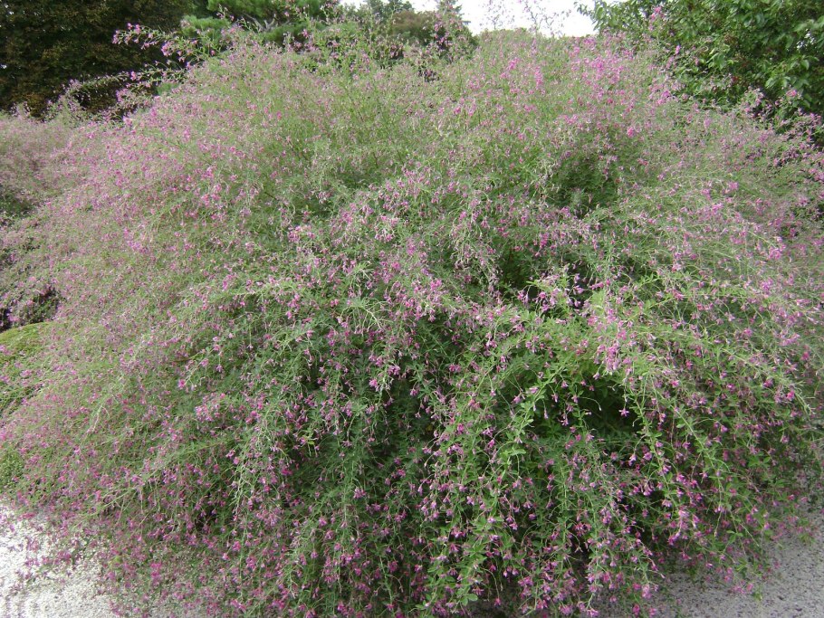 Леспедеца вишневый Каскад двуцветная