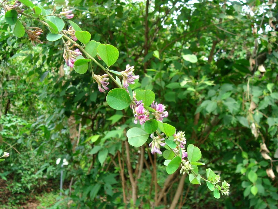 Леспедеца Тунберга