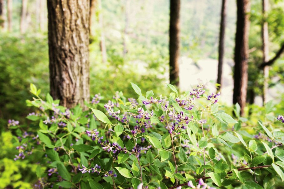 Леспедеца двуцветная