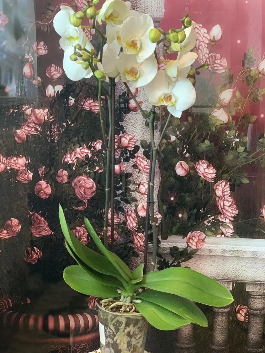 Фаленопсис гигант