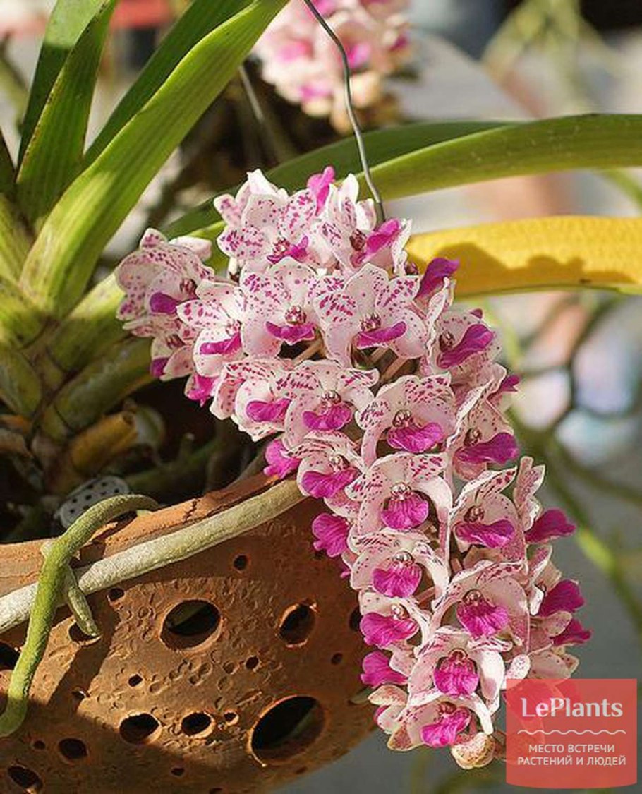 Джейсон Гамрат (Jason Gamrath) – стеклодув