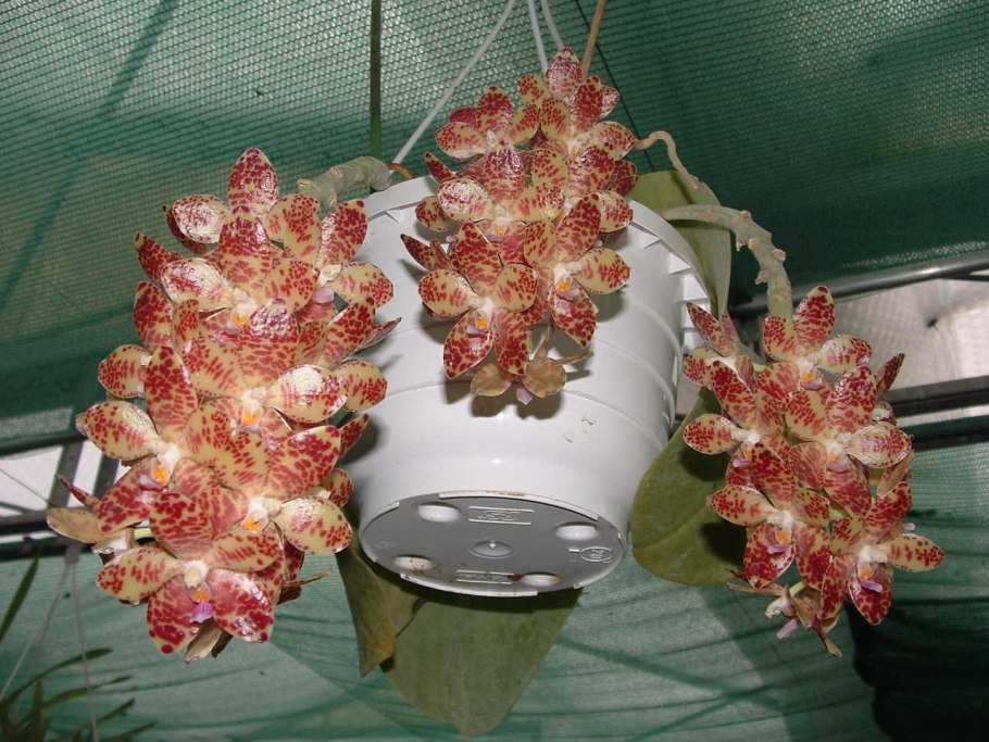 Орхидея Phalaenopsis Manila