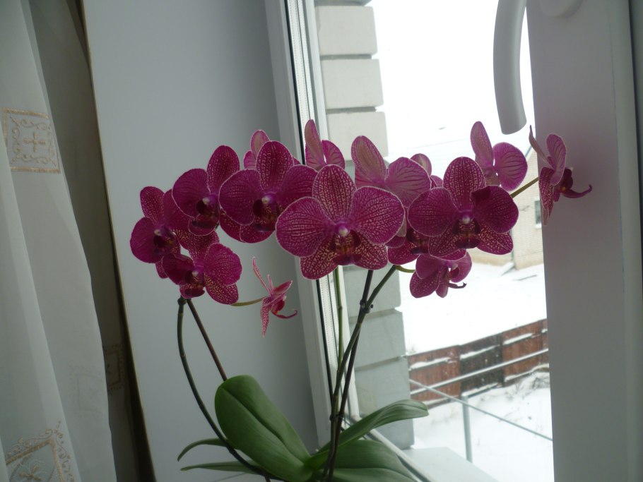 Крупные фаленопсисы гиганты