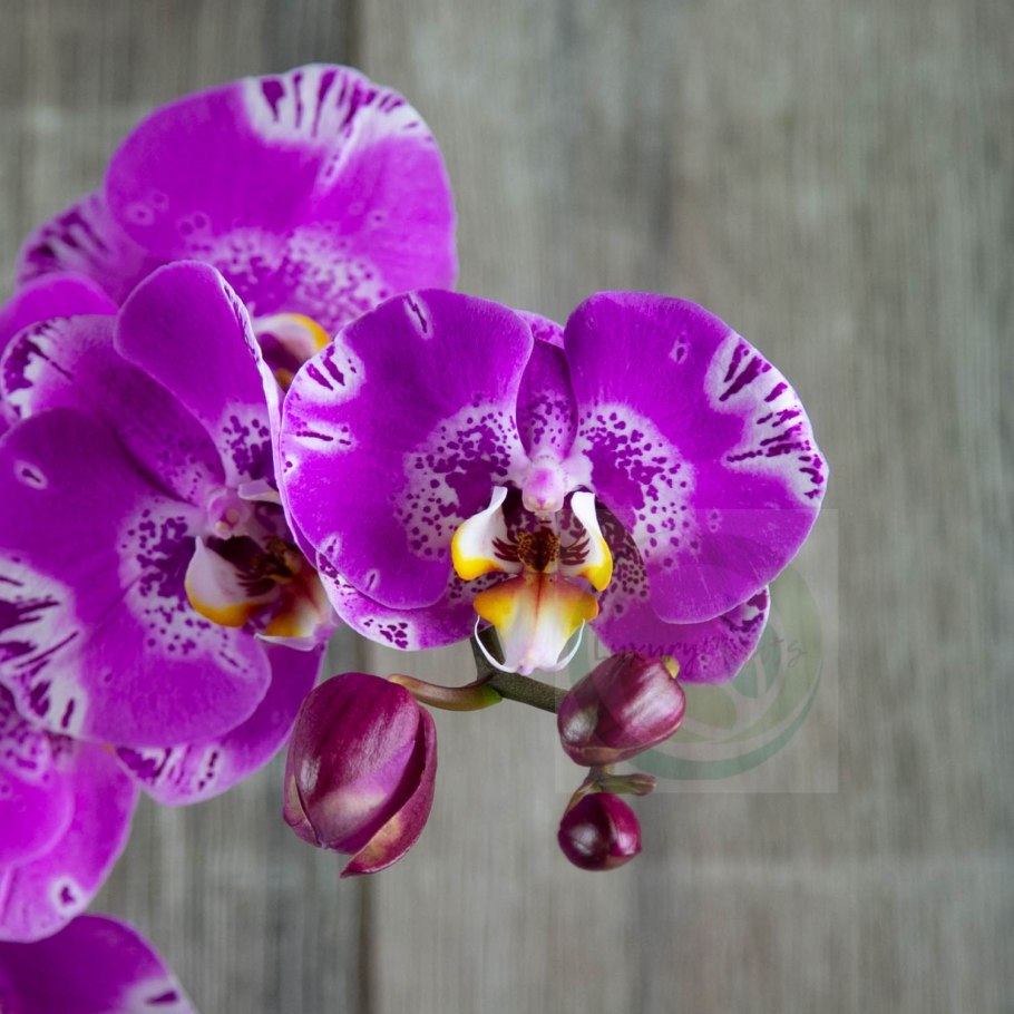 Орхидея фаленопсис гигант