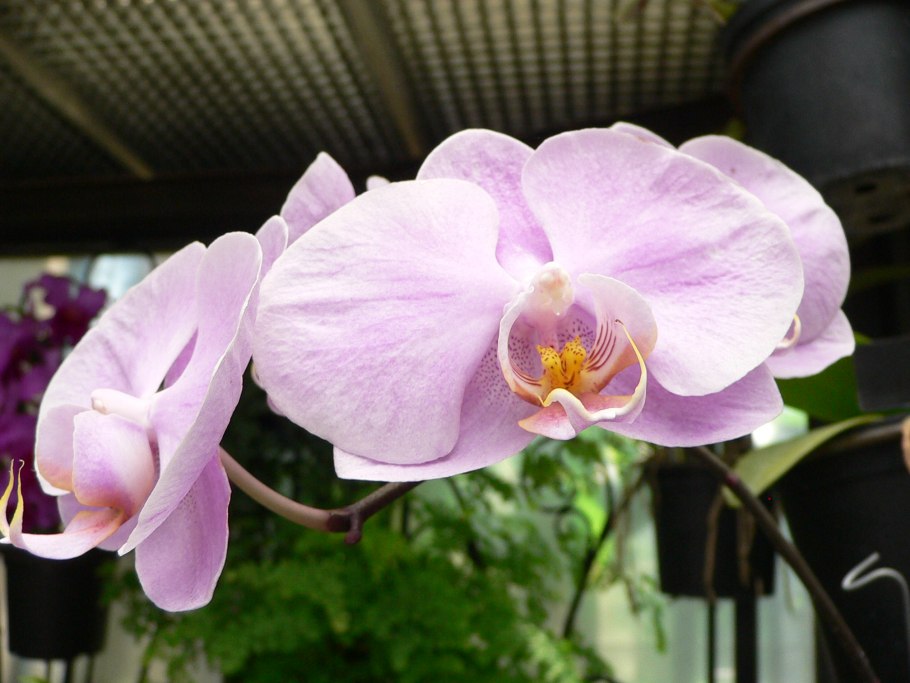 Фаленопсис гигантея Phalaenopsis gigantea