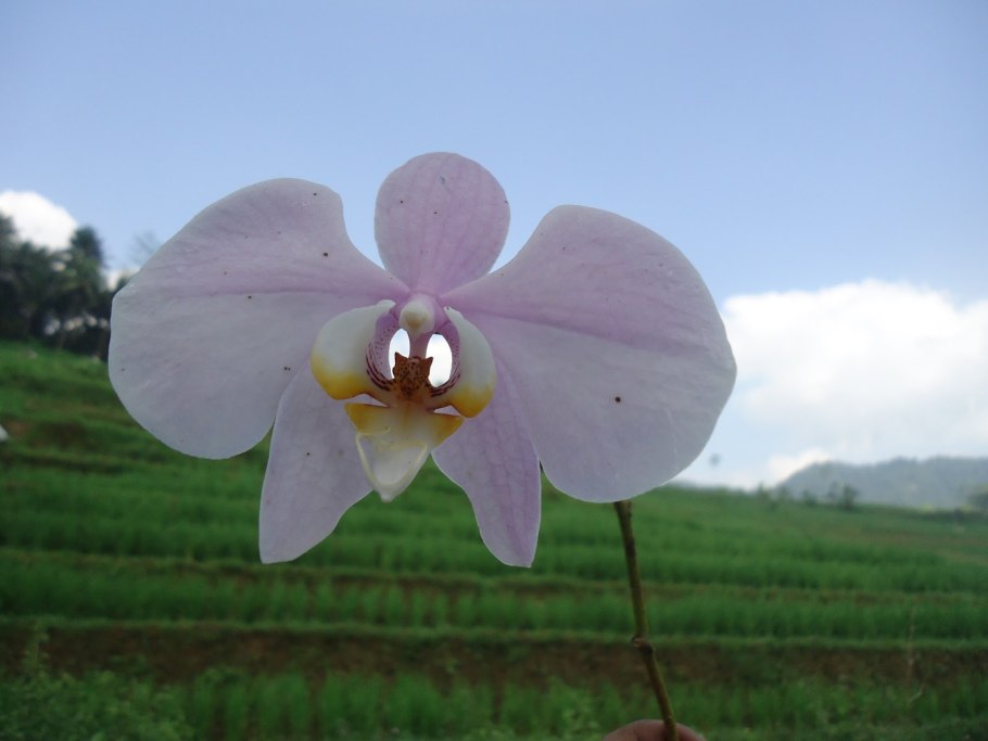 Фаленопсис Topolino