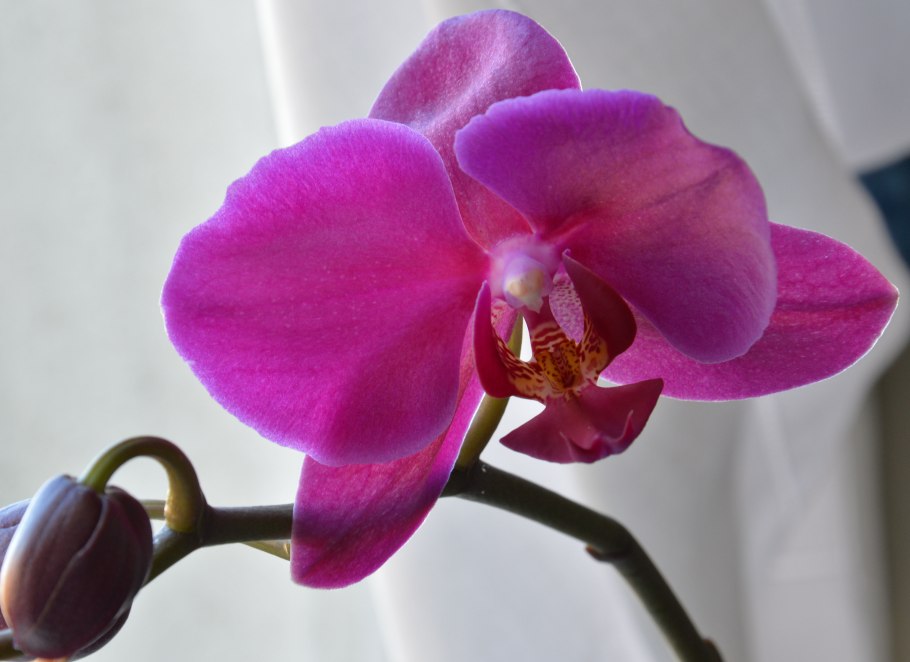 Фаленопсис 2 ствола