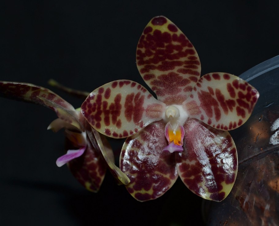 Фаленопсис гигантея