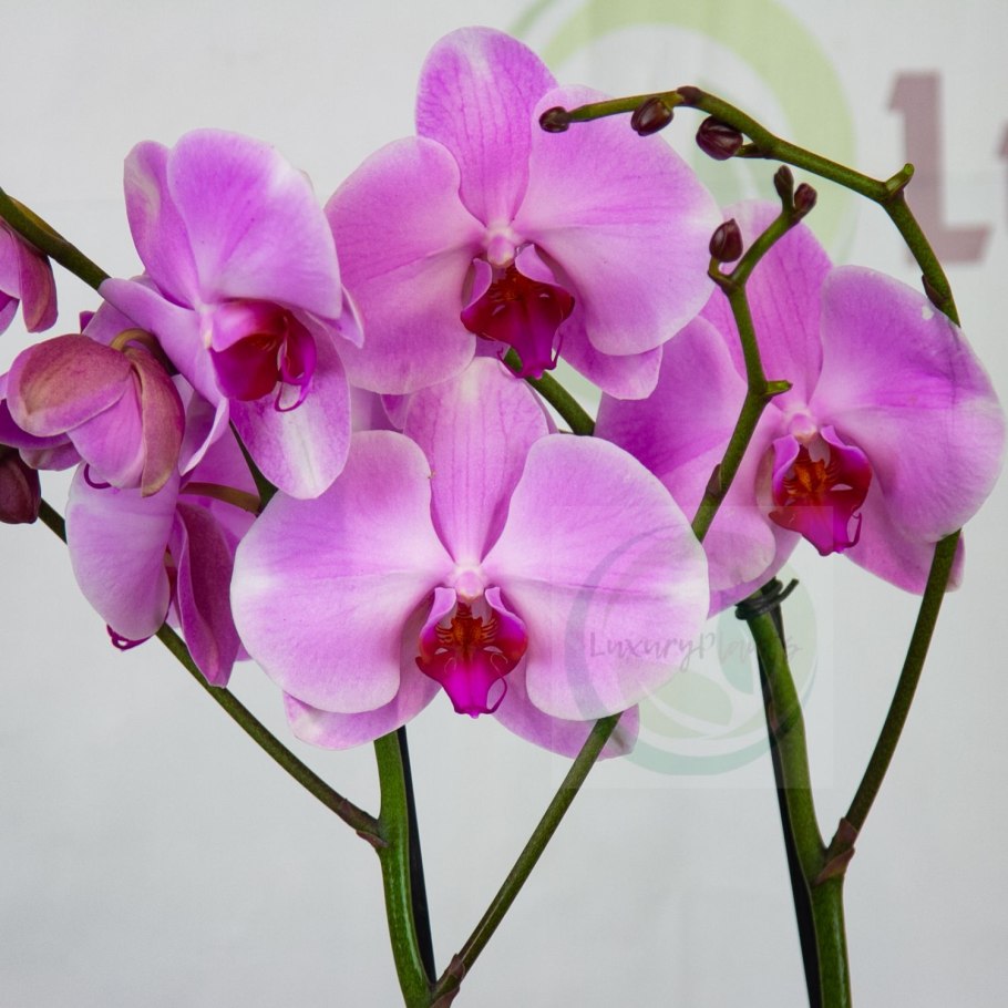 Ринхостилис гигантея