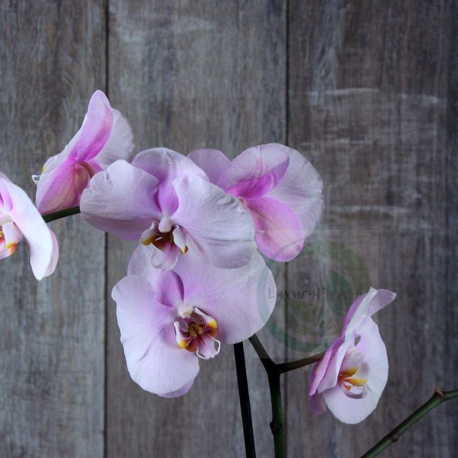 Фаленопсис Орхидея Pink