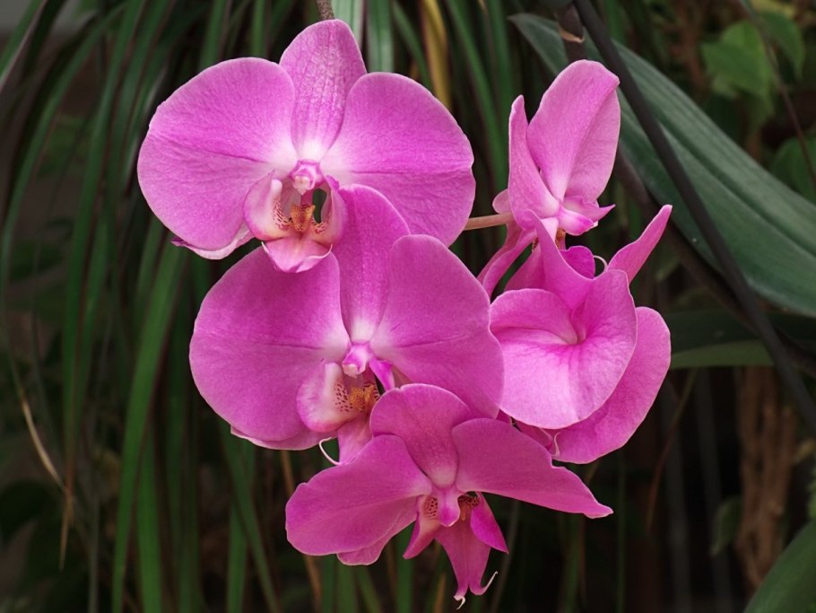 Фаленопсис Pink Moon