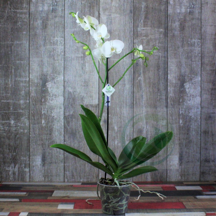 Фаленопсис Latino