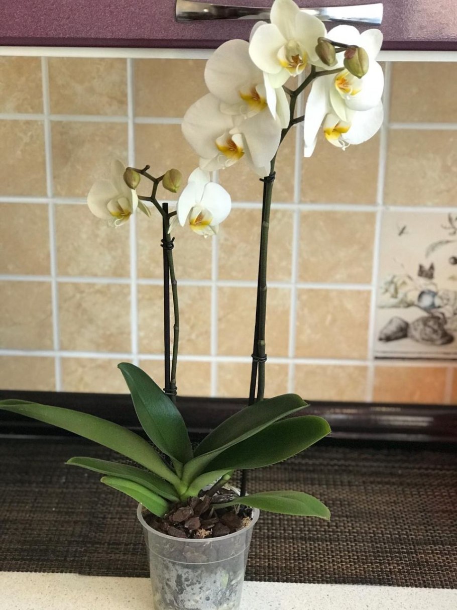 Фаленопсис гигант Сан