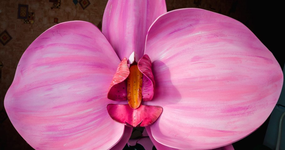 Phal. Gigantea × sib