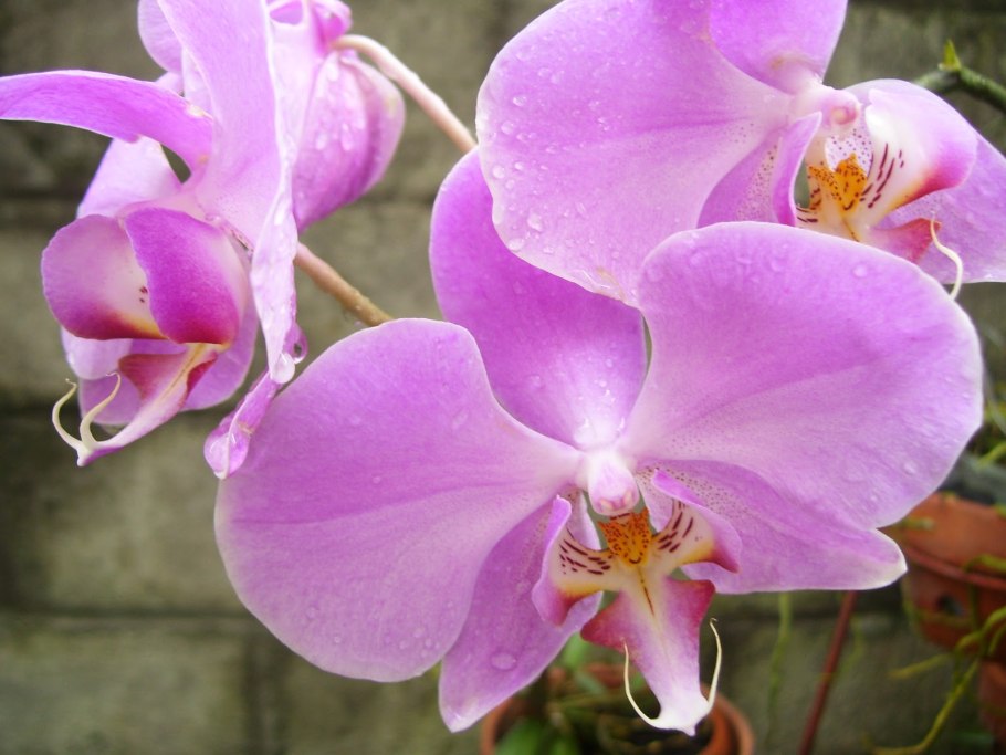 Фаленопсис Декорум