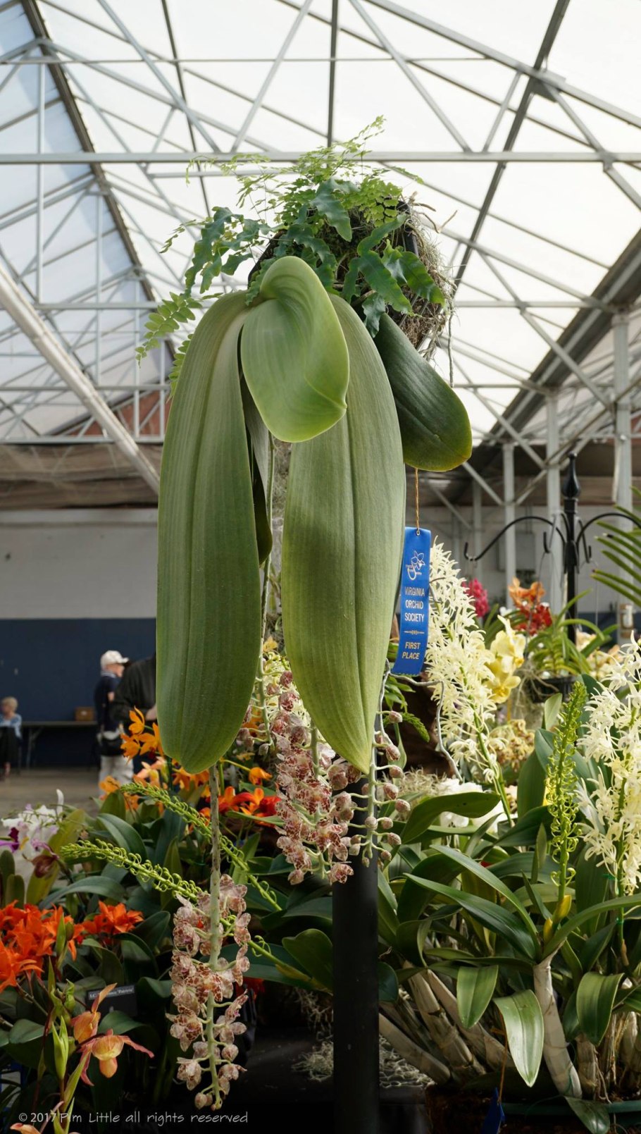 Гигантея Орхидея