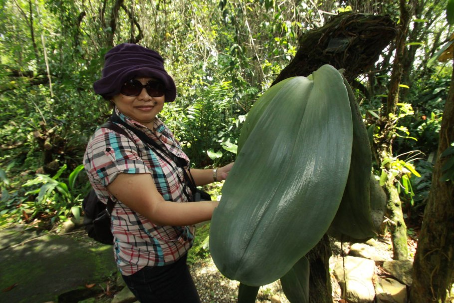 Фаленопсис Tainan