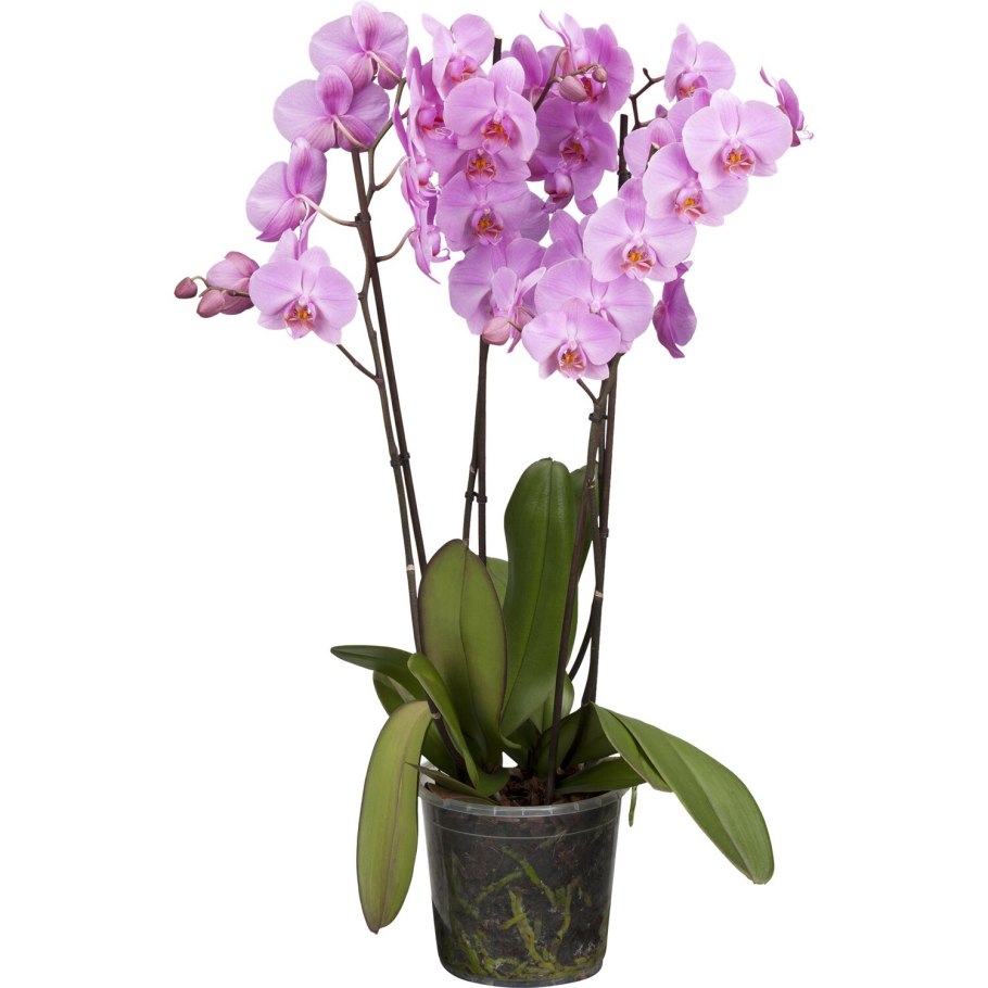 Фаленопсис гигант купить