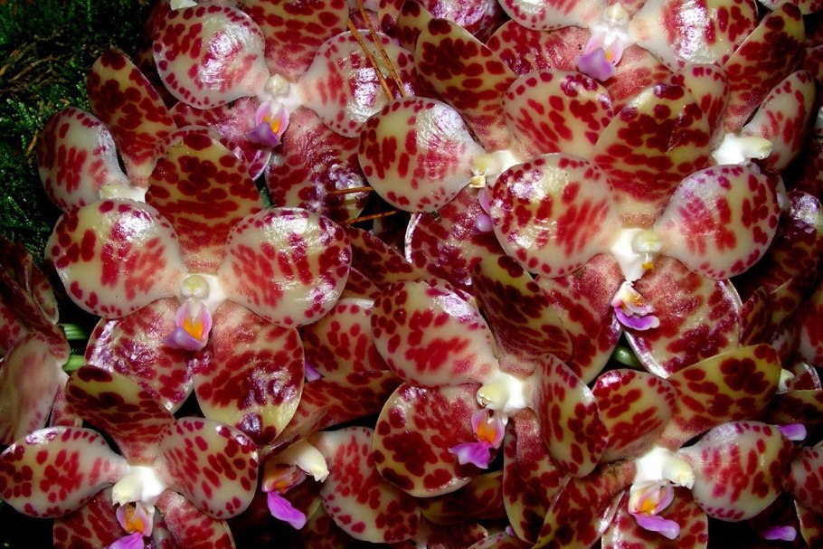 Тигровая Орхидея (Grammatophyllum speciosum)