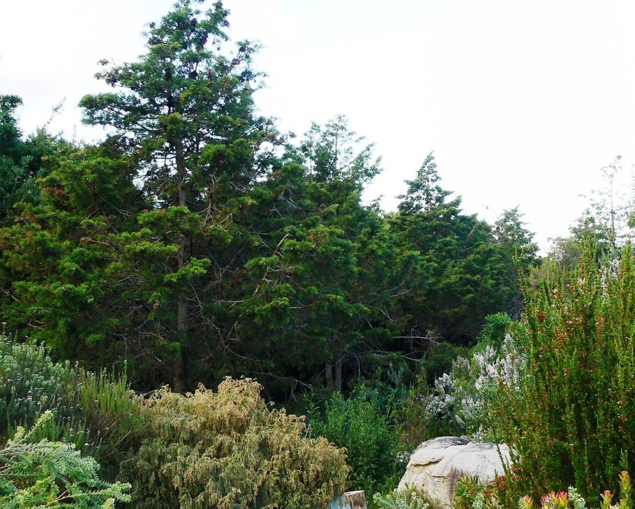 Духи the body shop Ananya