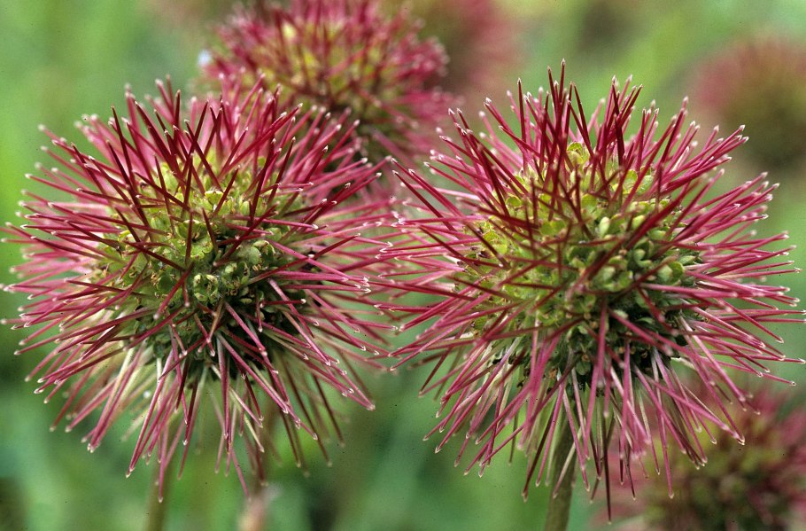 Дерево виддрингтония