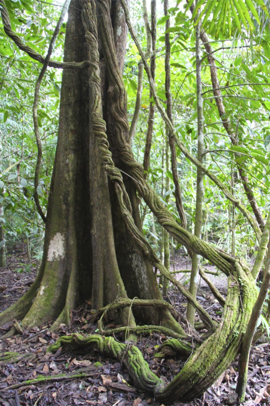 Widdringtonia cedarbergensis