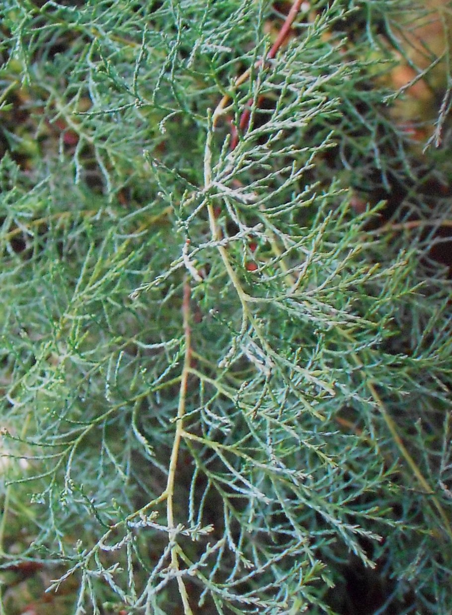 Widdringtonia schwarzii