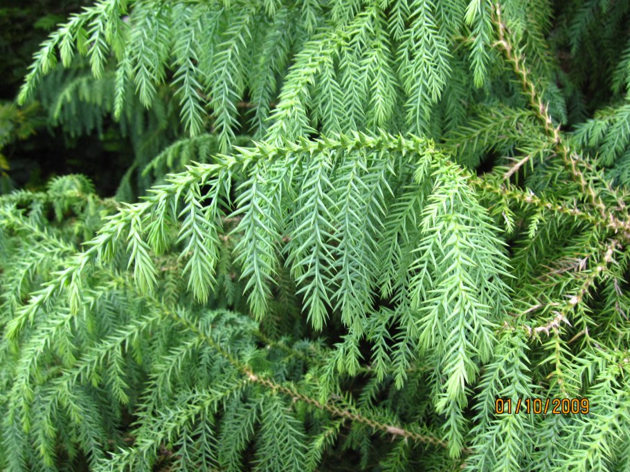 Widdringtonia cedarbergensis