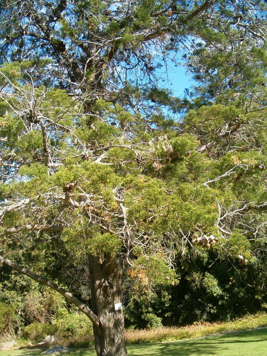 Дерево виддрингтония
