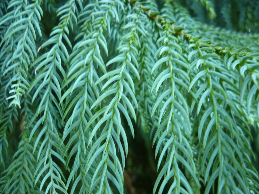 Ацифилла Золотая