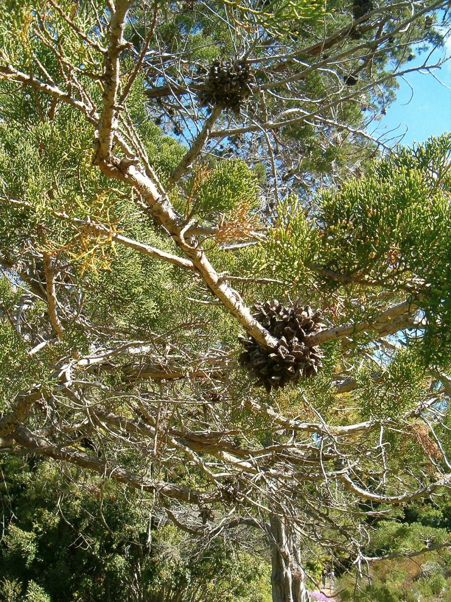 Ацена Acaena buchananii