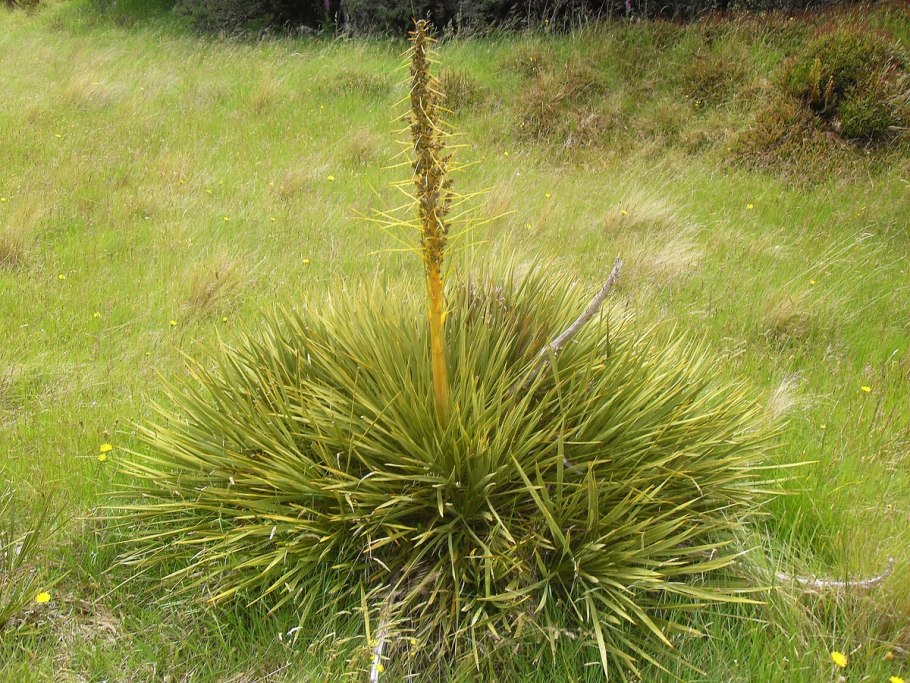 Aciphylla aurea