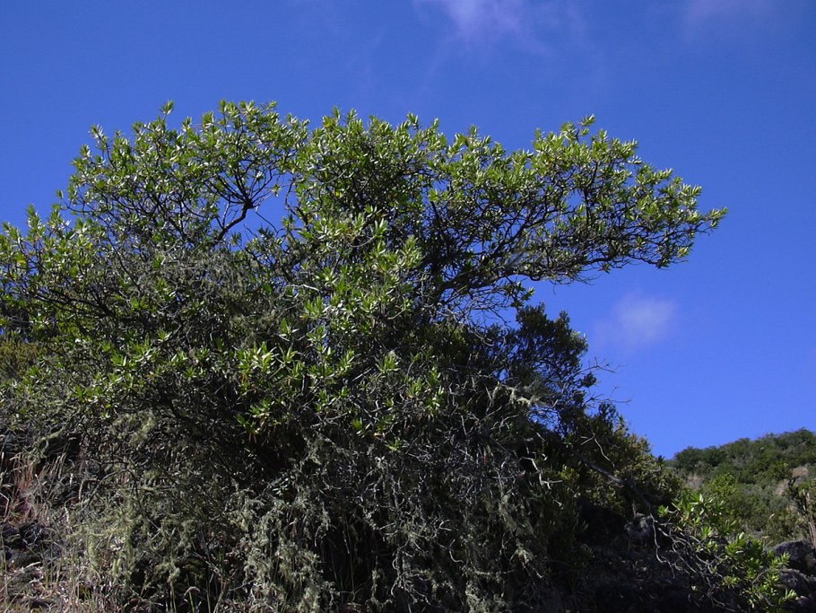 Эрика древовидная erica arborea