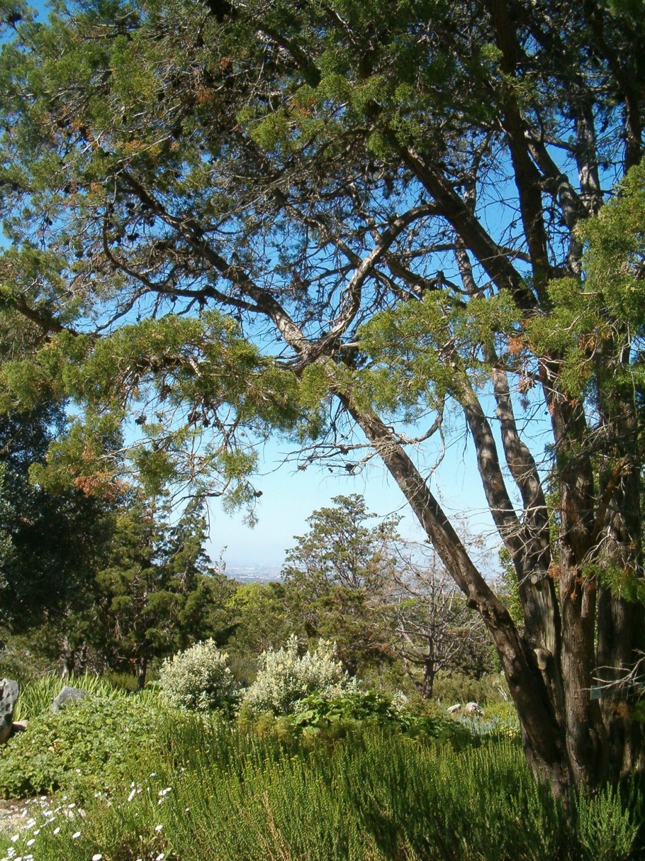 Лиана растение в джунглях