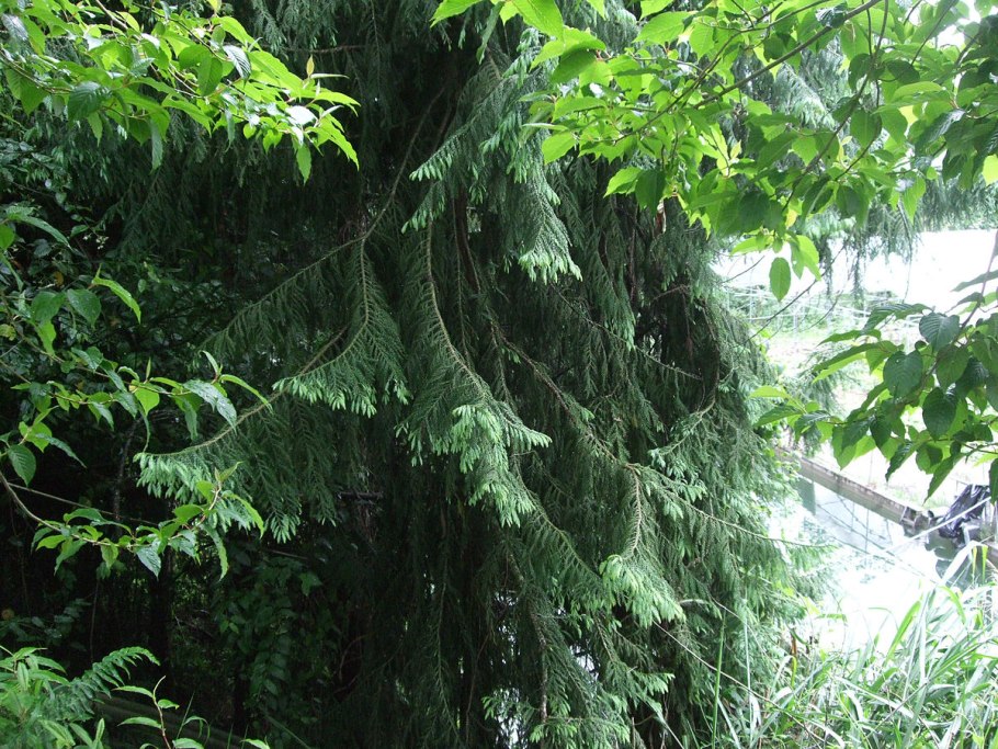 Widdringtonia whytei