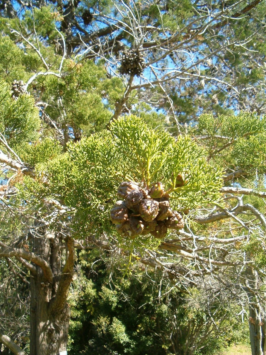 Widdringtonia schwarzii