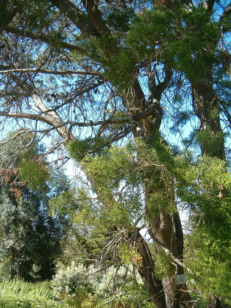 Ацена Kupferteppich