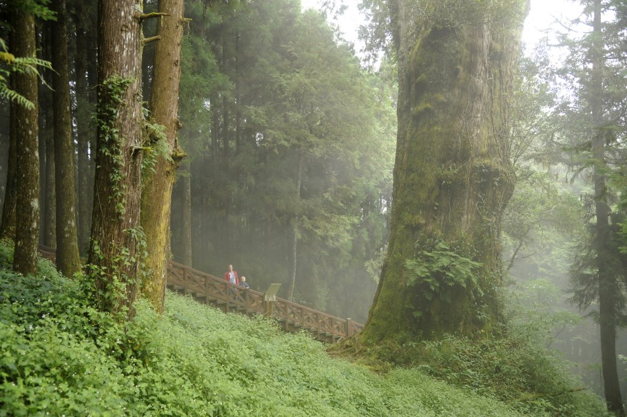 Alishan national forest recreation area