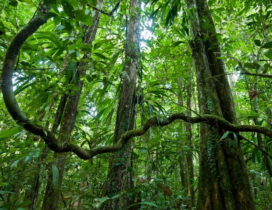 Widdringtonia nodiflora