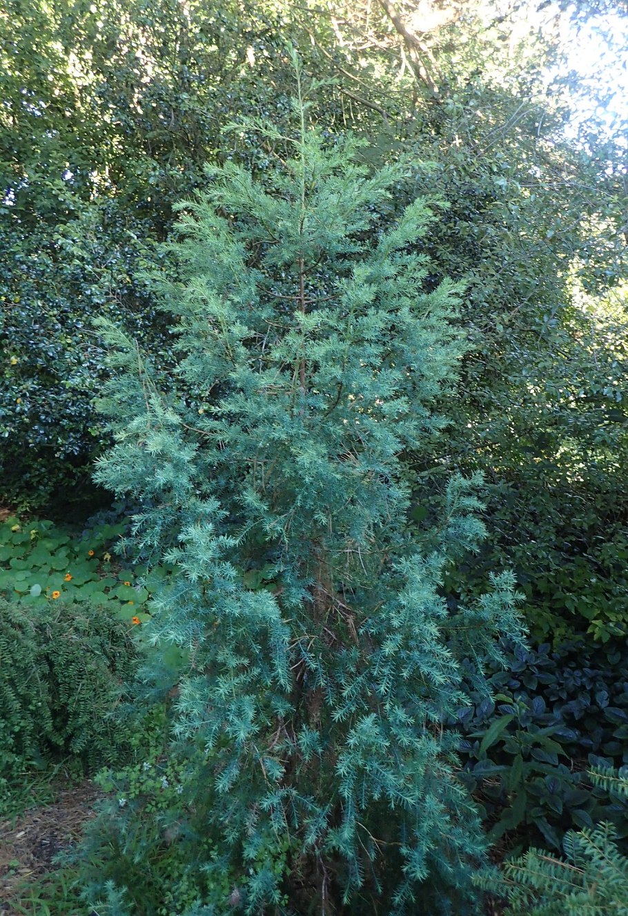 Widdringtonia schwarzii