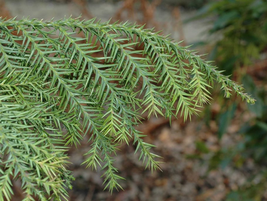 Неокаллитропсис Панше