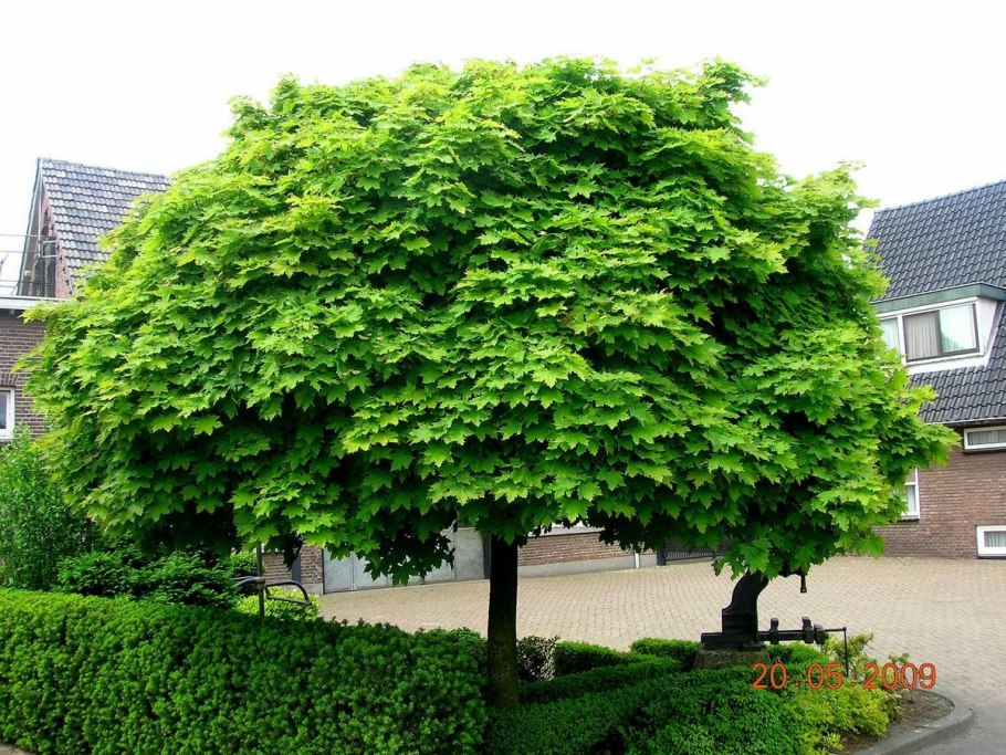 Клен остролистный Глобоза