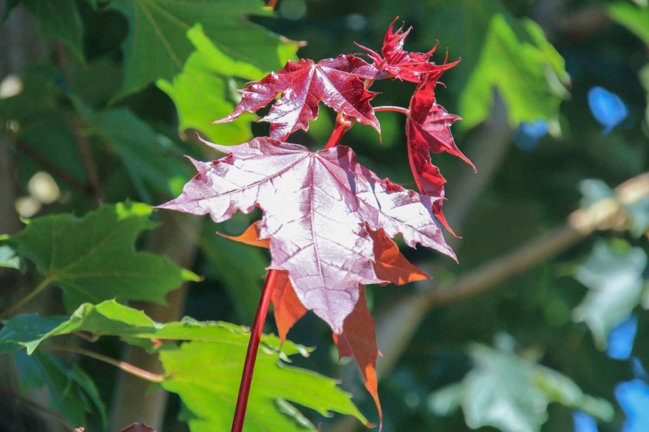 Клен остролистный Глобозум